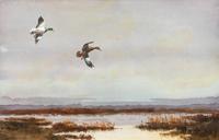 Delta Country Ducks