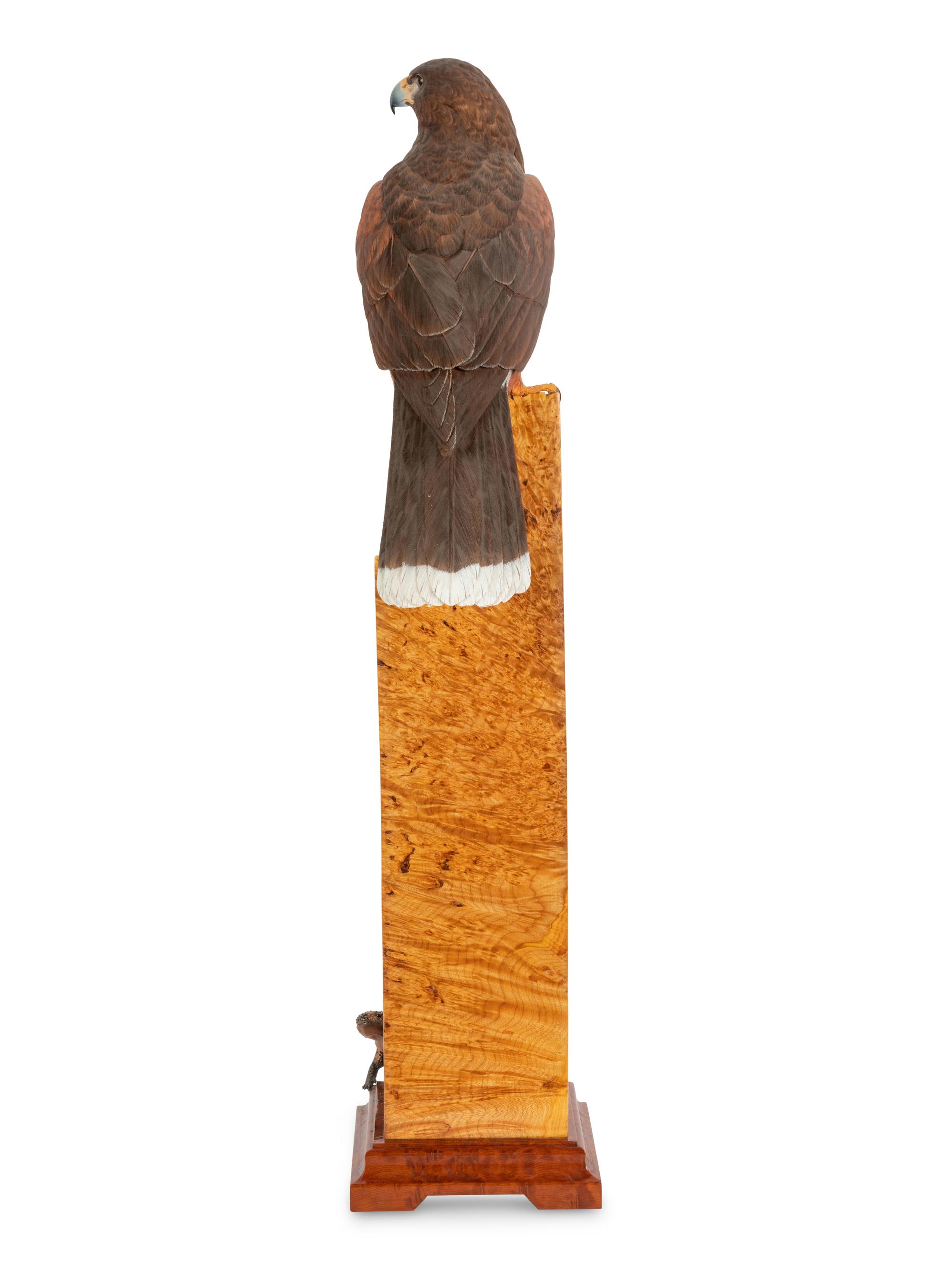 Harris' Hawk - Desert Arrow