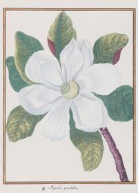 A Set of Eight Framed Botanical Prints