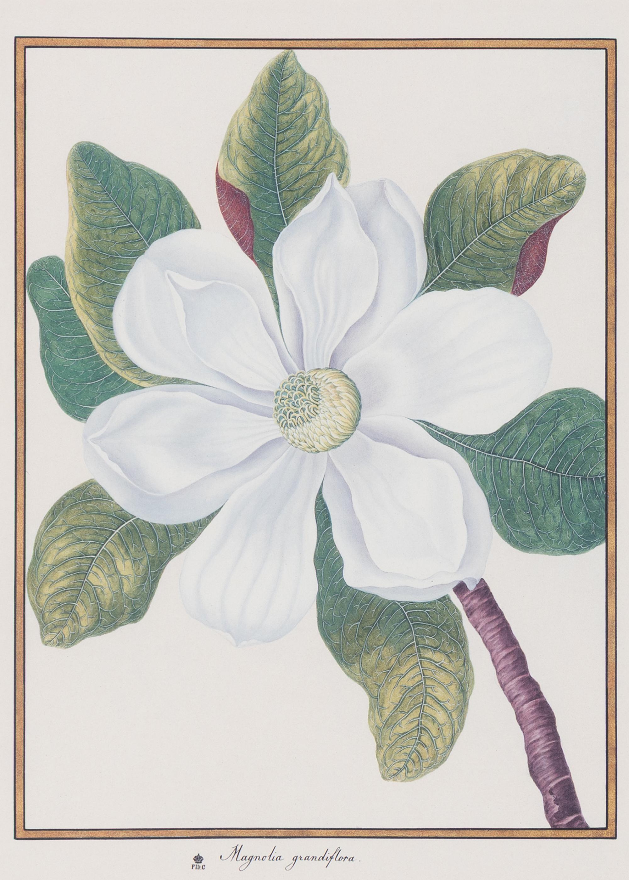 A Set of Eight Framed Botanical Prints
