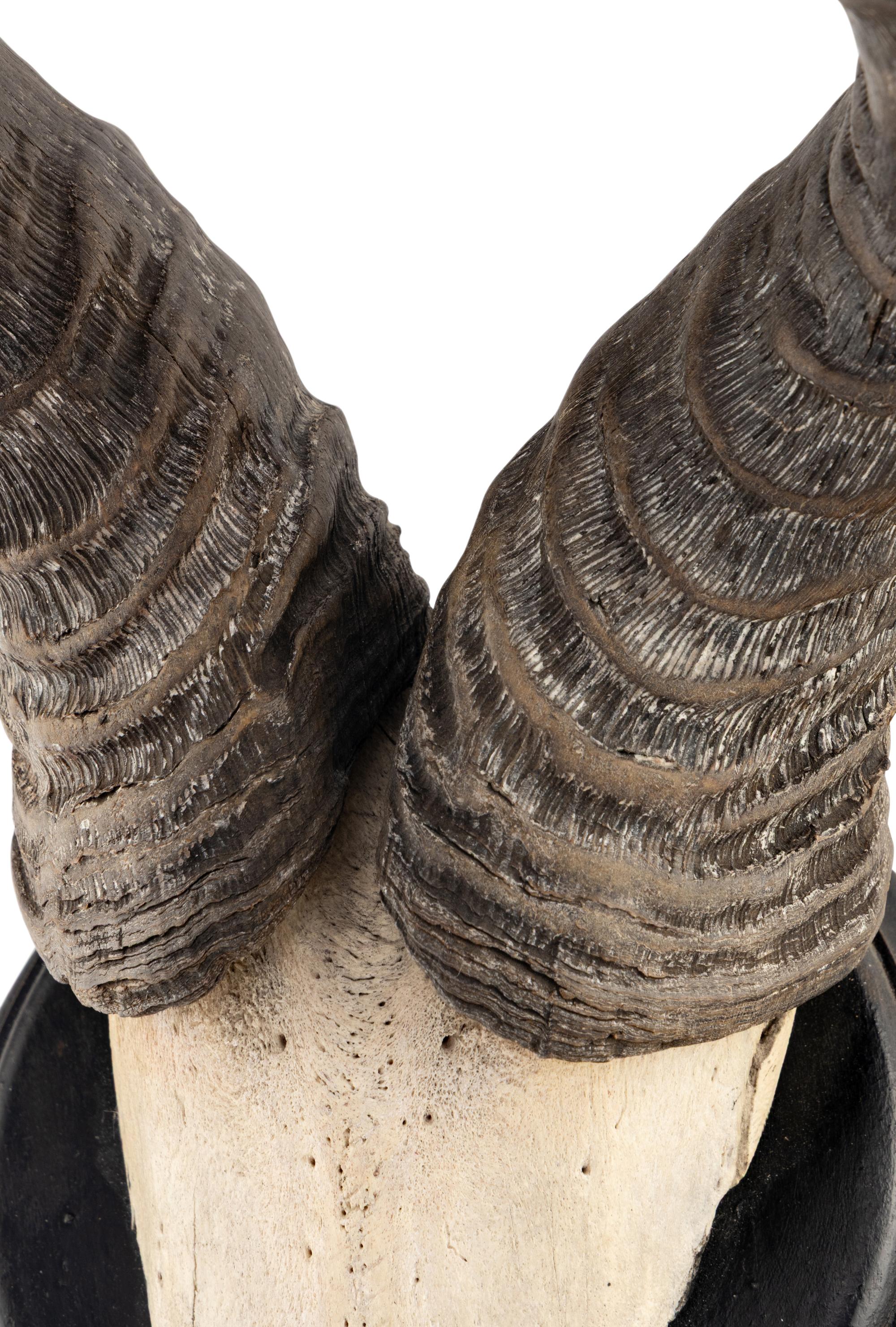 A Taxidermy Hartebeest Antler Mount