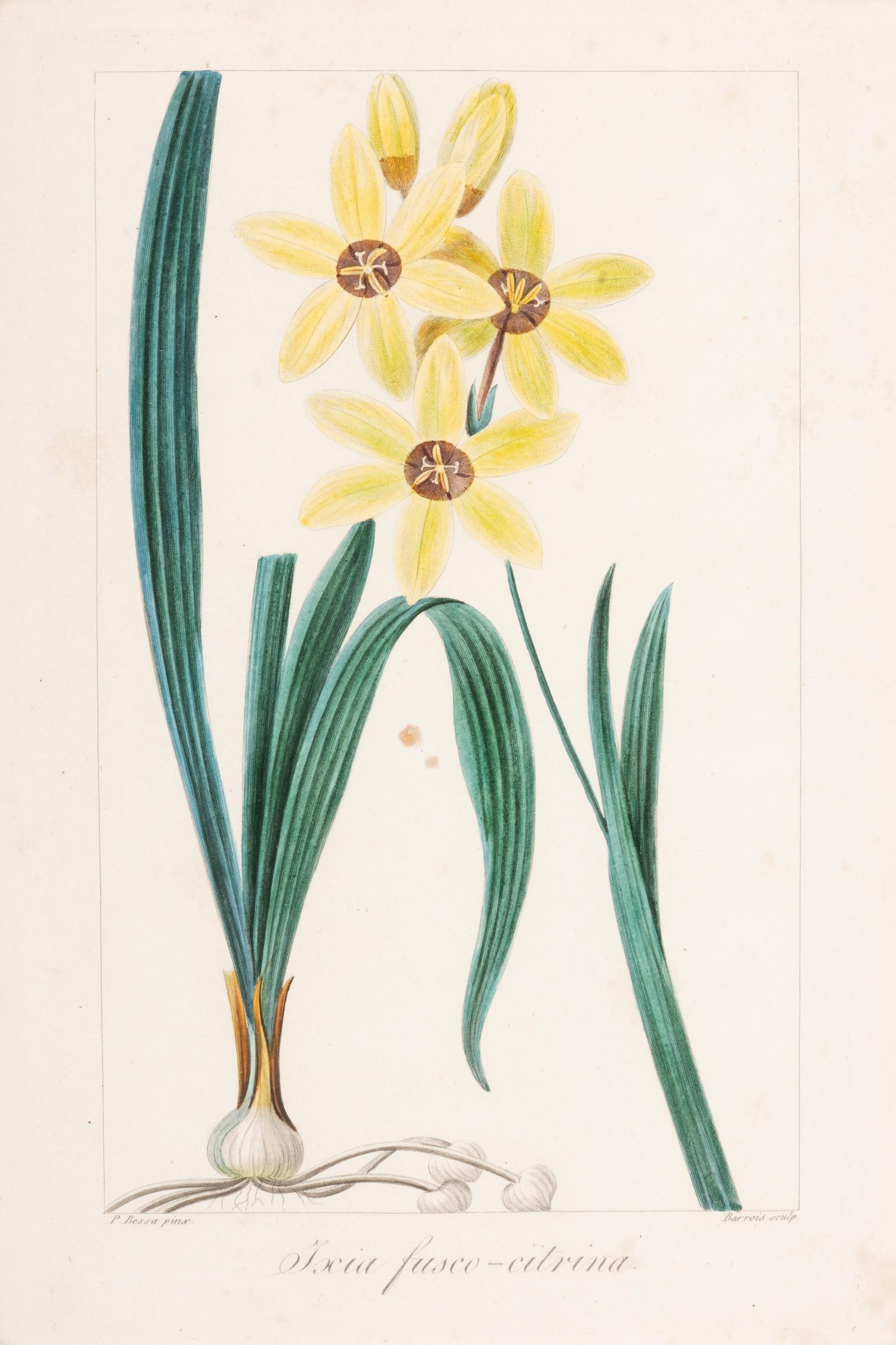 Three Botanical Hand-Colored Engravings after Pancrace Bessa (French, 1772-1846)