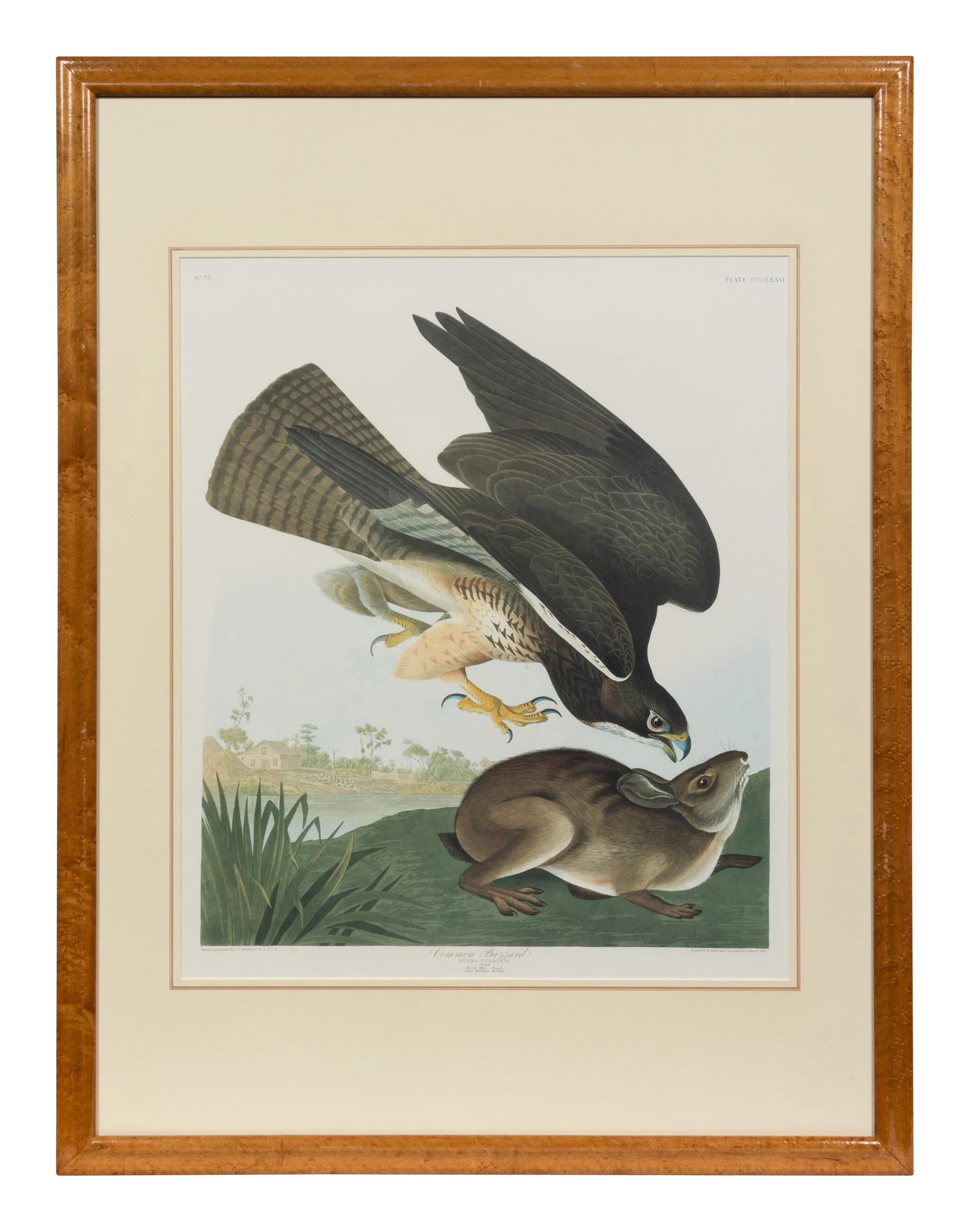 After John James Audubon (American, 1785-1851)