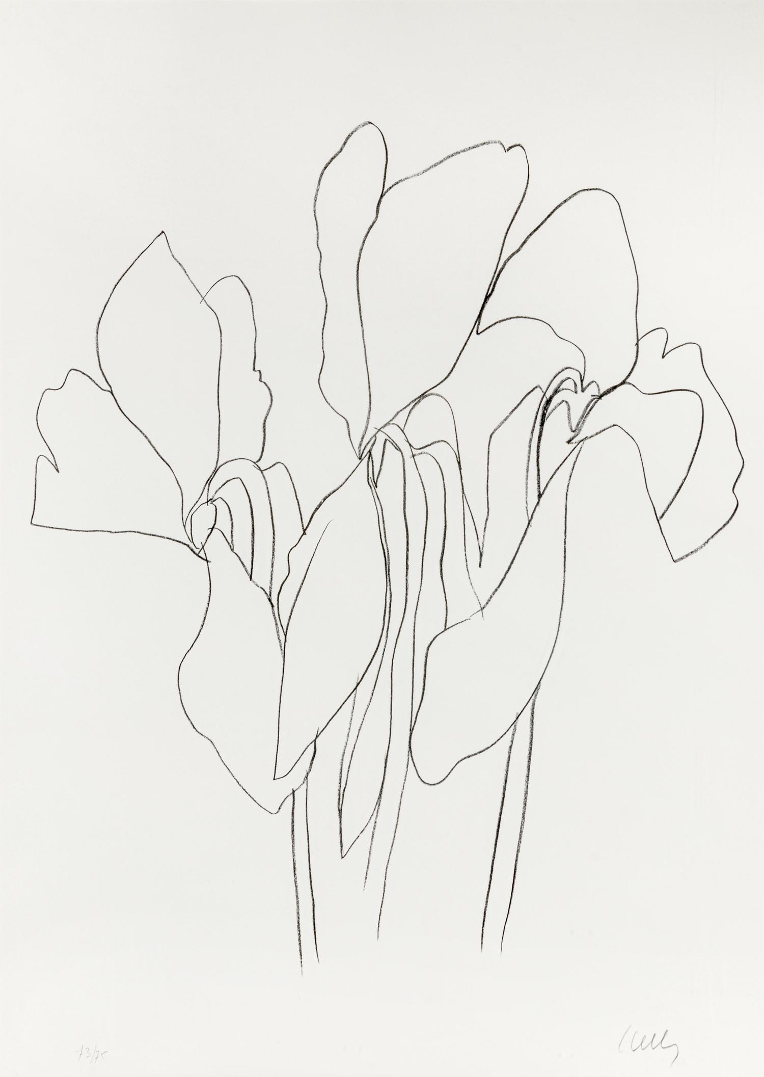 Cyclamen V (from Suite of Plant Lithographs), ca. 1964-1965