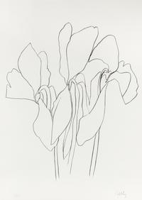 Cyclamen V (from Suite of Plant Lithographs), ca. 1964-1965