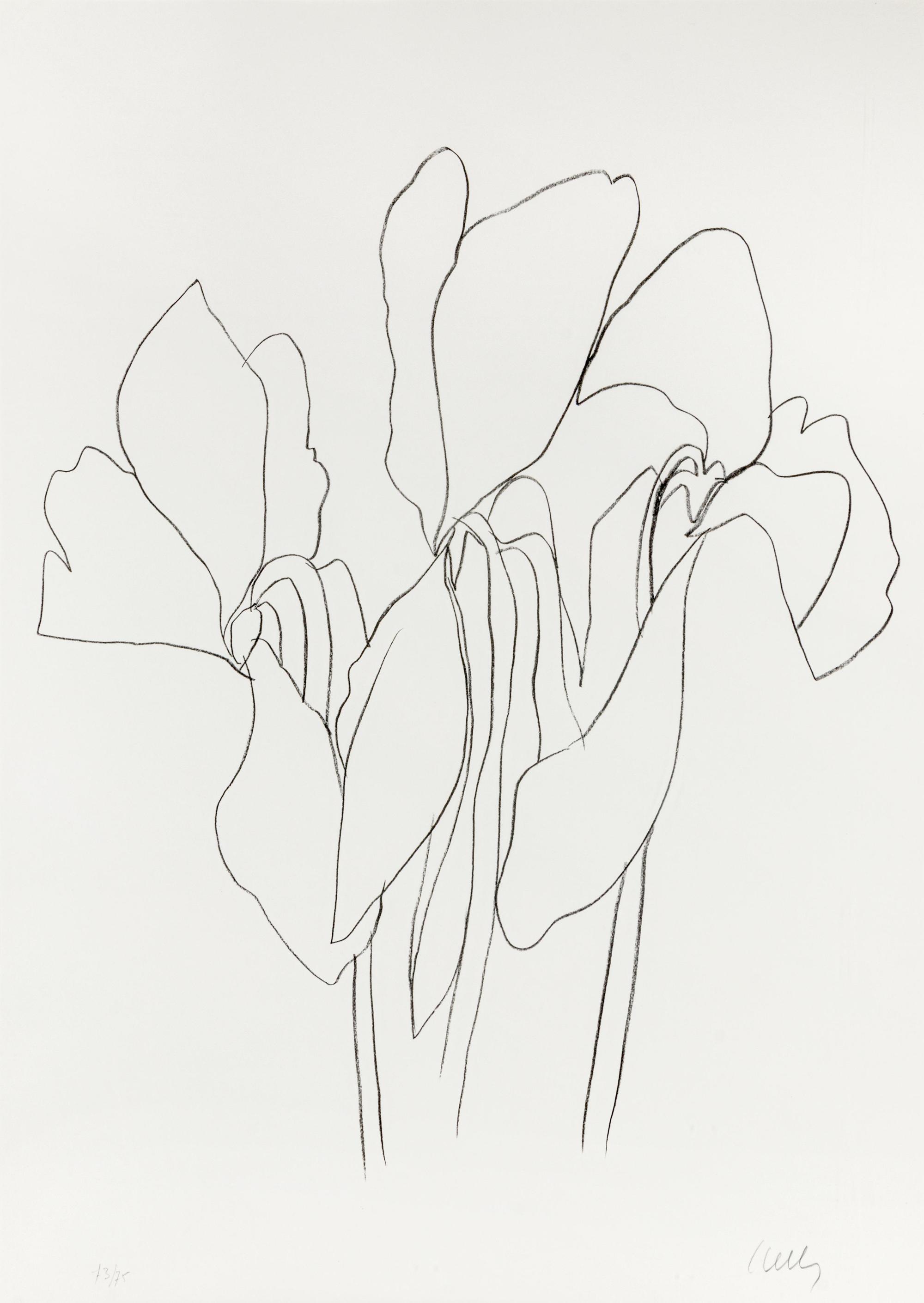 Cyclamen V (from Suite of Plant Lithographs), ca. 1964-1965