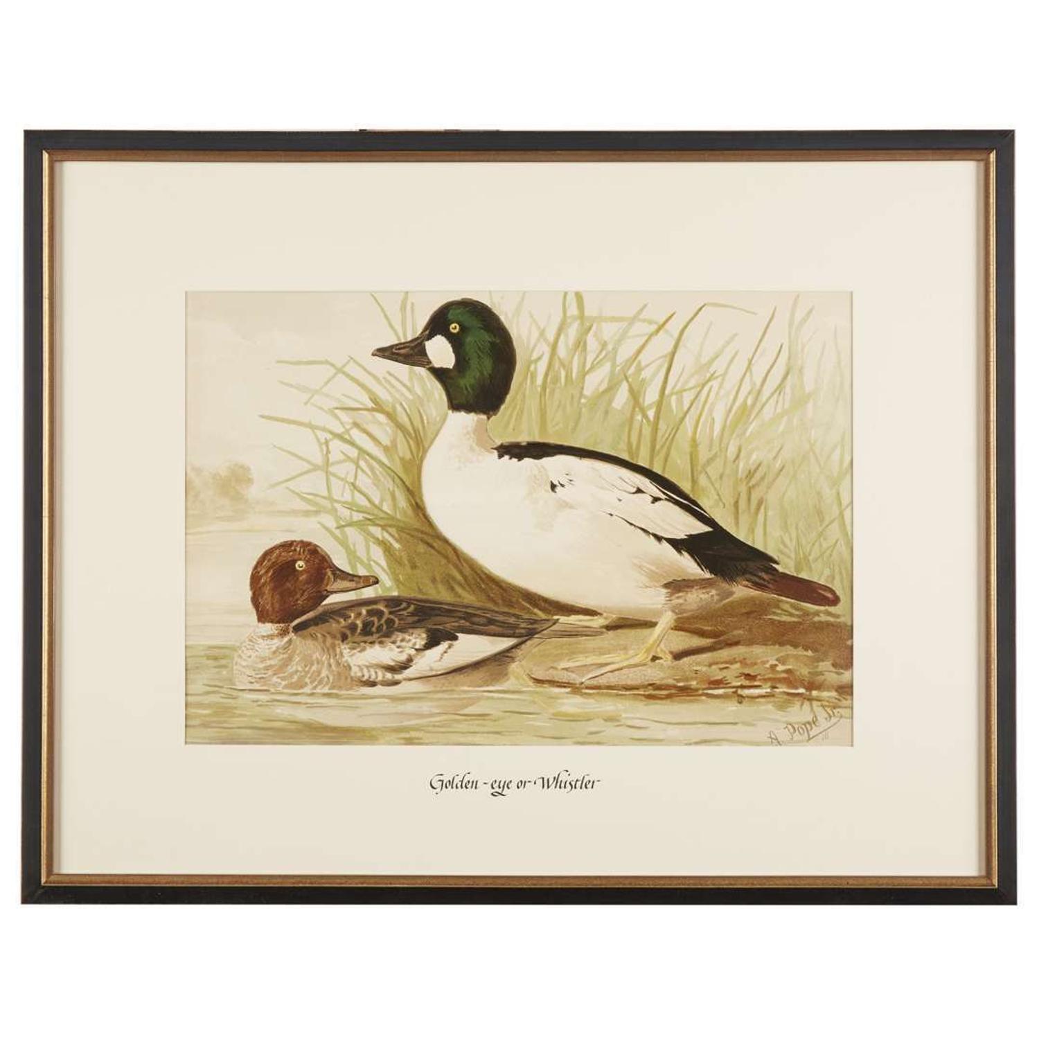 ALEXANDER POPE JUNIOR (AMERICAN 1849-1924) "BLACK DUCK" FROM UPLAND GAME BIRDS AND WATERFOWL OF THE UNITED STATES