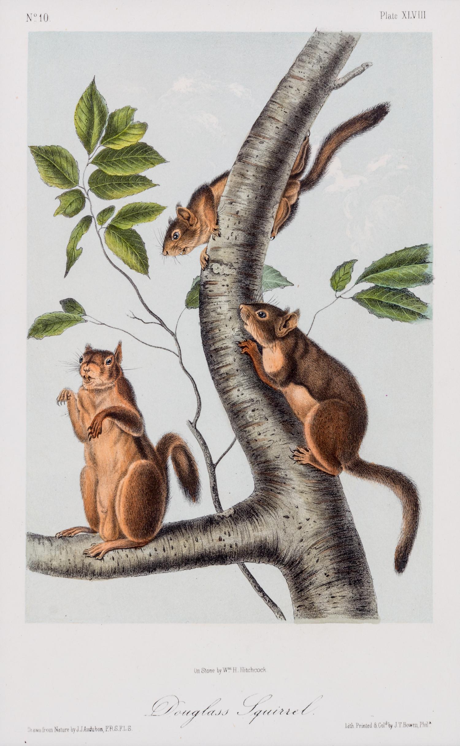 (AUDUBON, JOHN JAMES, after) BOWEN, J.T. Group of three octavo prints from The Quadrupeds or North America, c. 1850.