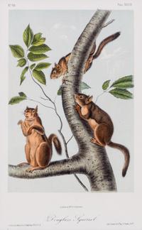 (AUDUBON, JOHN JAMES, after) BOWEN, J.T. Group of three octavo prints from The Quadrupeds or North America, c. 1850.