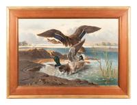 Ducks, 1879