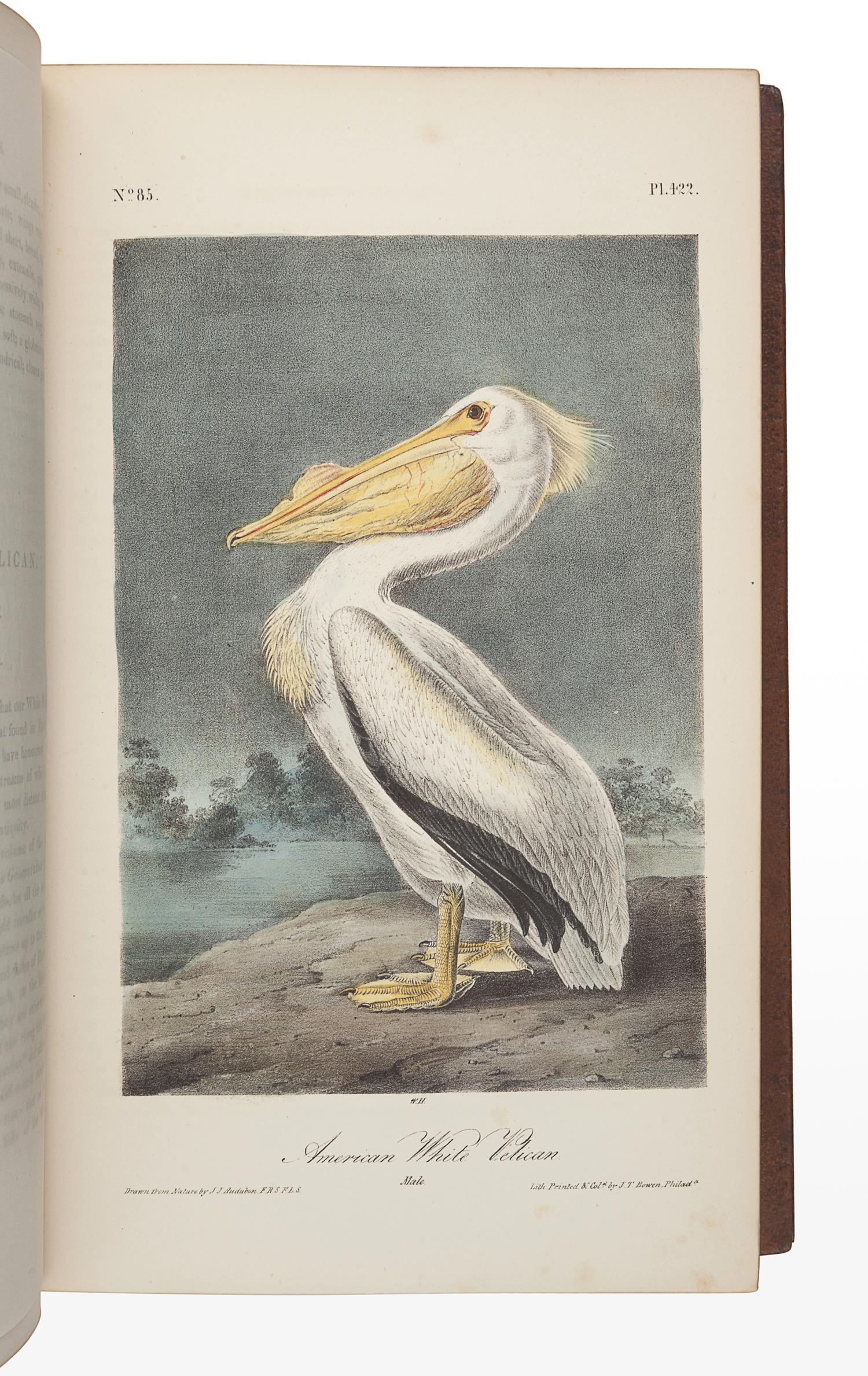AUDUBON, John James (1785-1851). The Birds of America, from Drawings Made in the United States and their Territories . New York: J.J. Audubon; Philadelphia: J.B. Chevalier, [1839-] 1840-1844. -- AUDUBON, John James and John BACHMAN (1790-1874). The Quadrupeds of North America . New York: V.G. Audubon, 1849-1854.