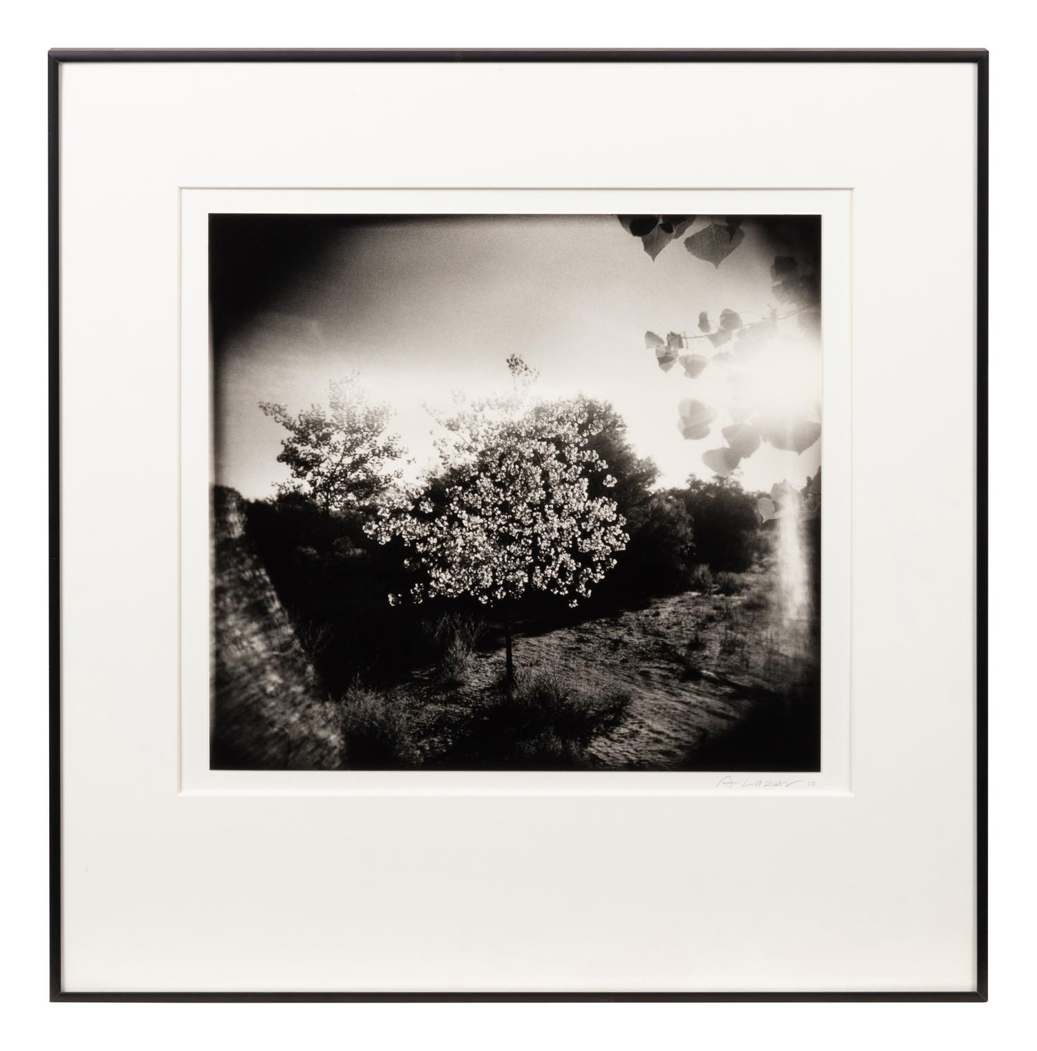 Flowering Tree and Field