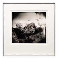 Flowering Tree and Field