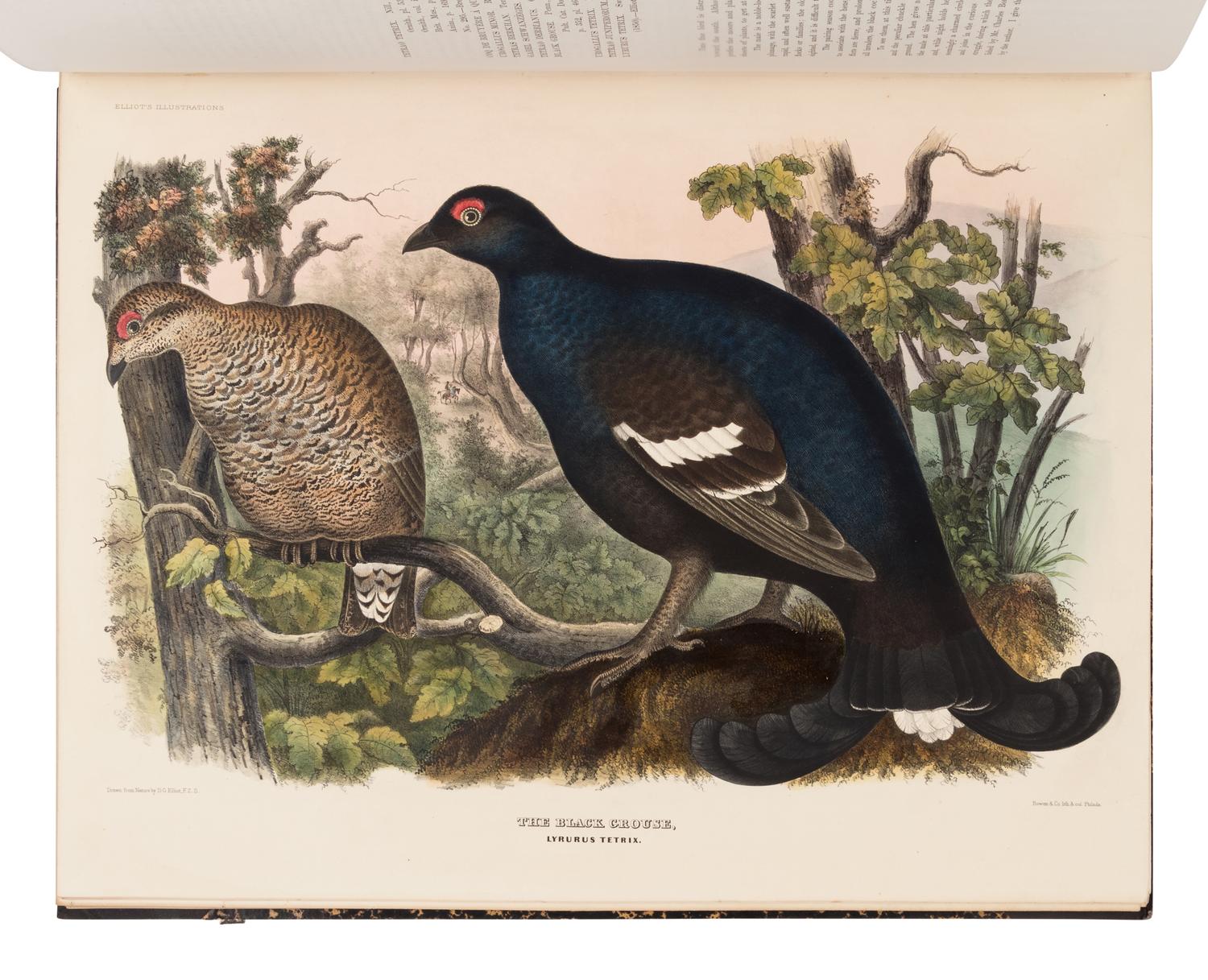 Elliot, Daniel Giraud. A Monograph of the Tetraoninae, or family of the Grouse