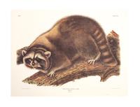 Southart Parkway's Limited Edition Facsimiles from Viviparous Quadrupeds of North America; Set Two: Audubon Mammals of the Southeast
