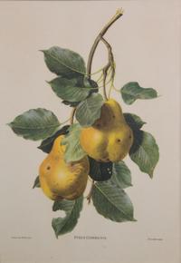 Artist Unknown, , Three color prints depicting fruits.