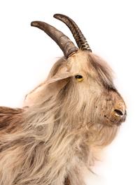 A Long Hair Sheep Child’s Pull Toy with Glass Eyes