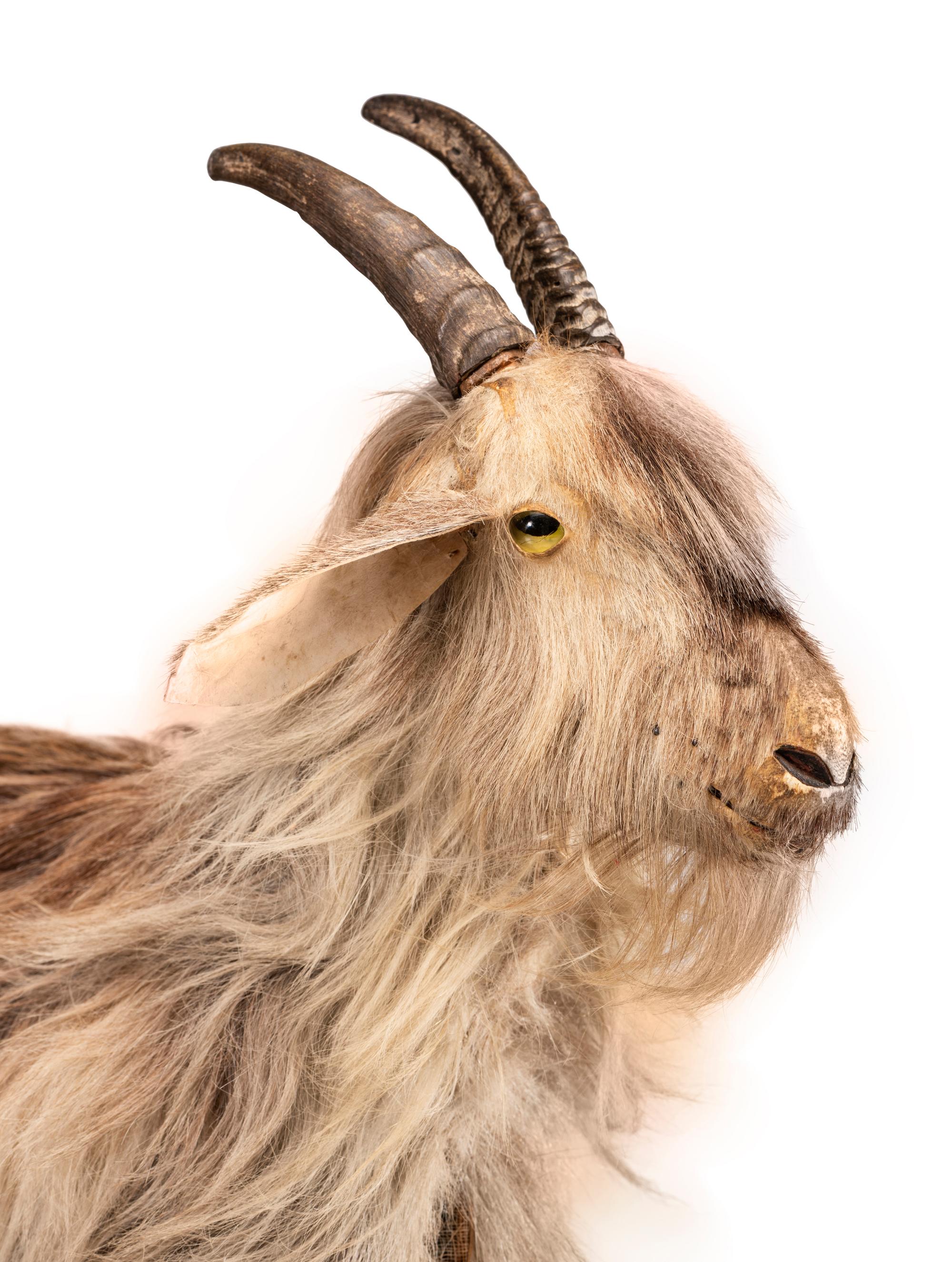 A Long Hair Sheep Child’s Pull Toy with Glass Eyes