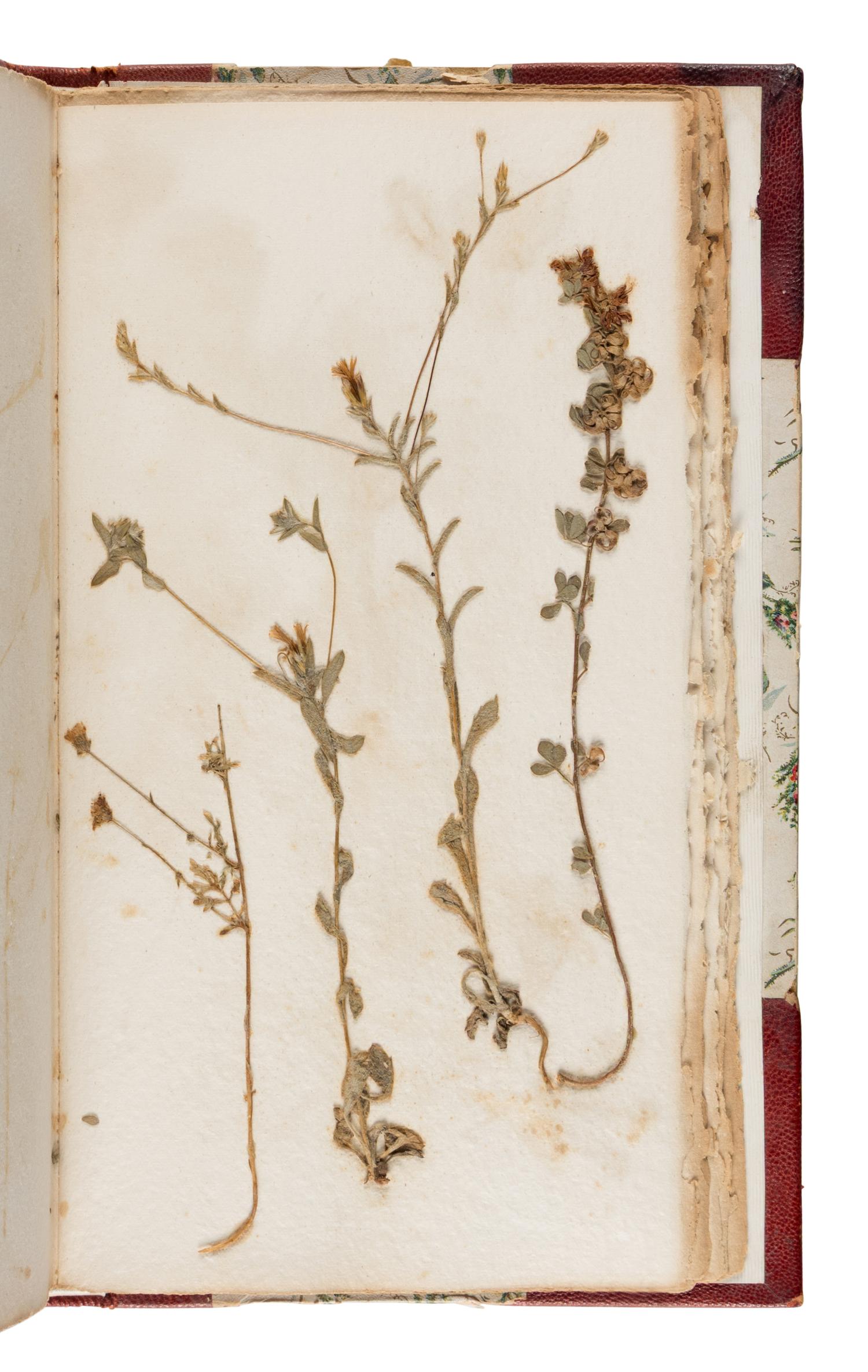 [Specimen Album]. "Yosemite Wild Flowers." Yosemite, 1897.