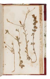 [Specimen Album]. "Yosemite Wild Flowers." Yosemite, 1897.