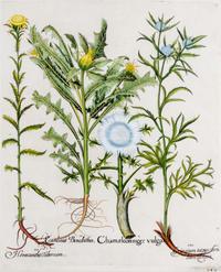 (BESLER, BASILIUS, after) Two hand-colored engravings from Hortus Eystettensis. (Eichstatt Nuremberg, 1613). Watermark present on both.