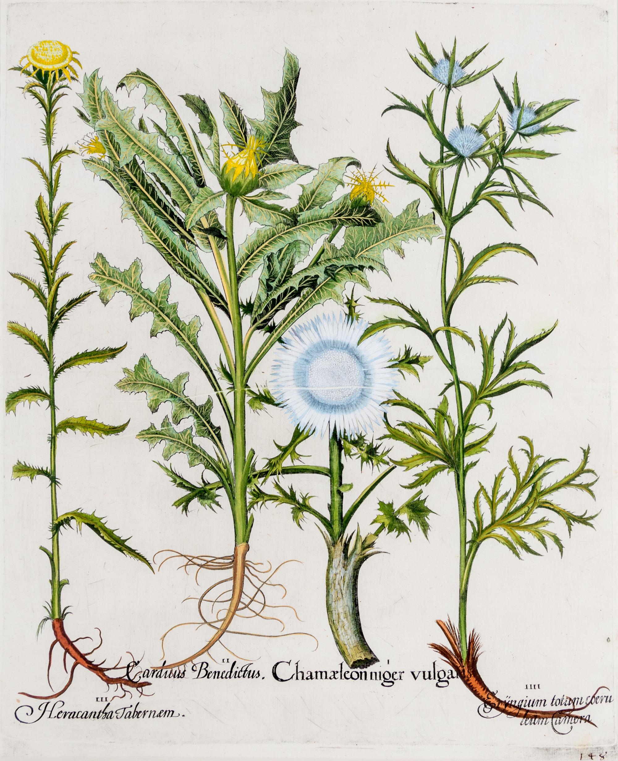 (BESLER, BASILIUS, after) Two hand-colored engravings from Hortus Eystettensis. (Eichstatt Nuremberg, 1613). Watermark present on both.