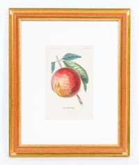 A Group of Four Fruit Prints Height 8 1/4 x width 5 3/8 inches.