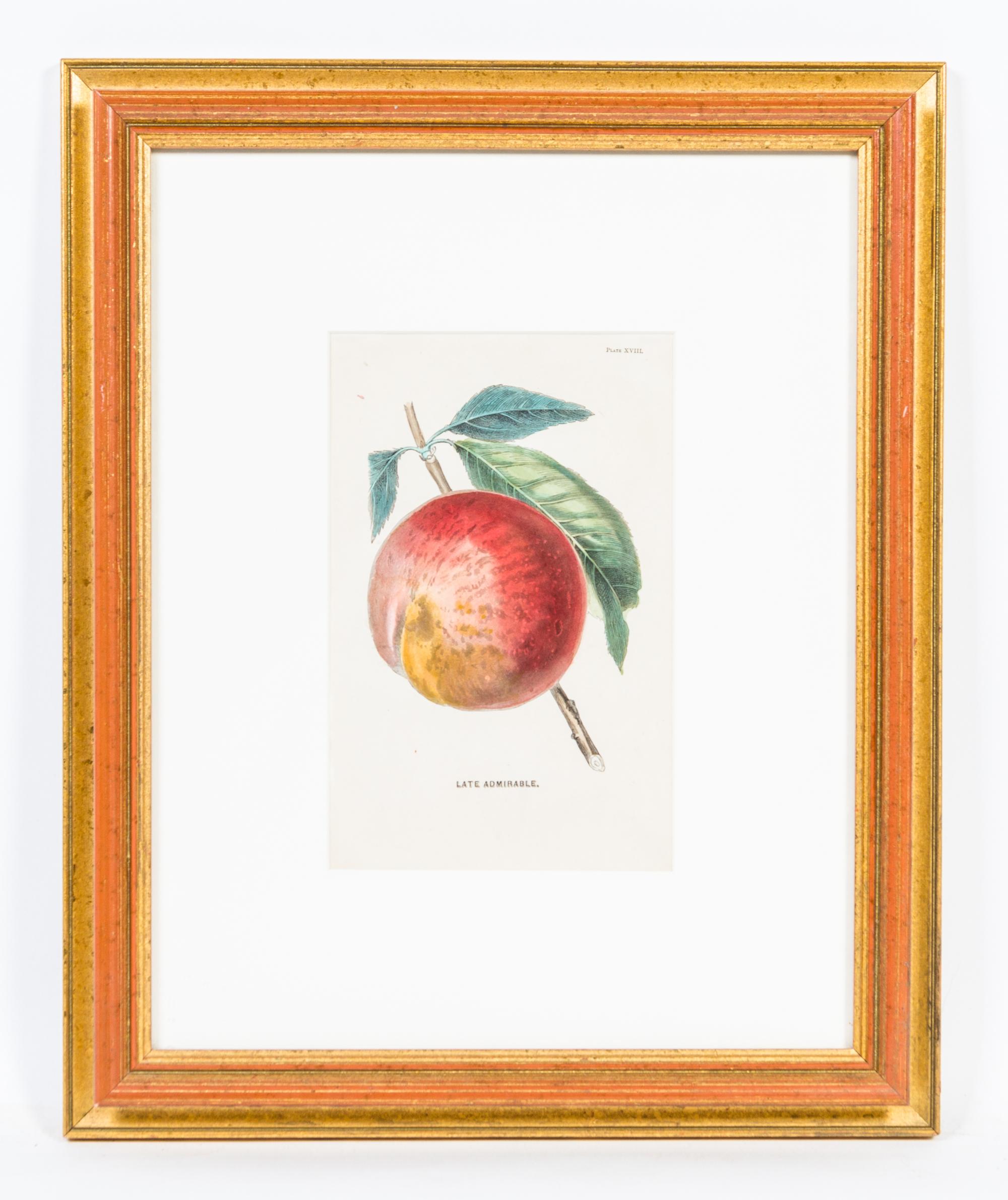 A Group of Four Fruit Prints Height 8 1/4 x width 5 3/8 inches.