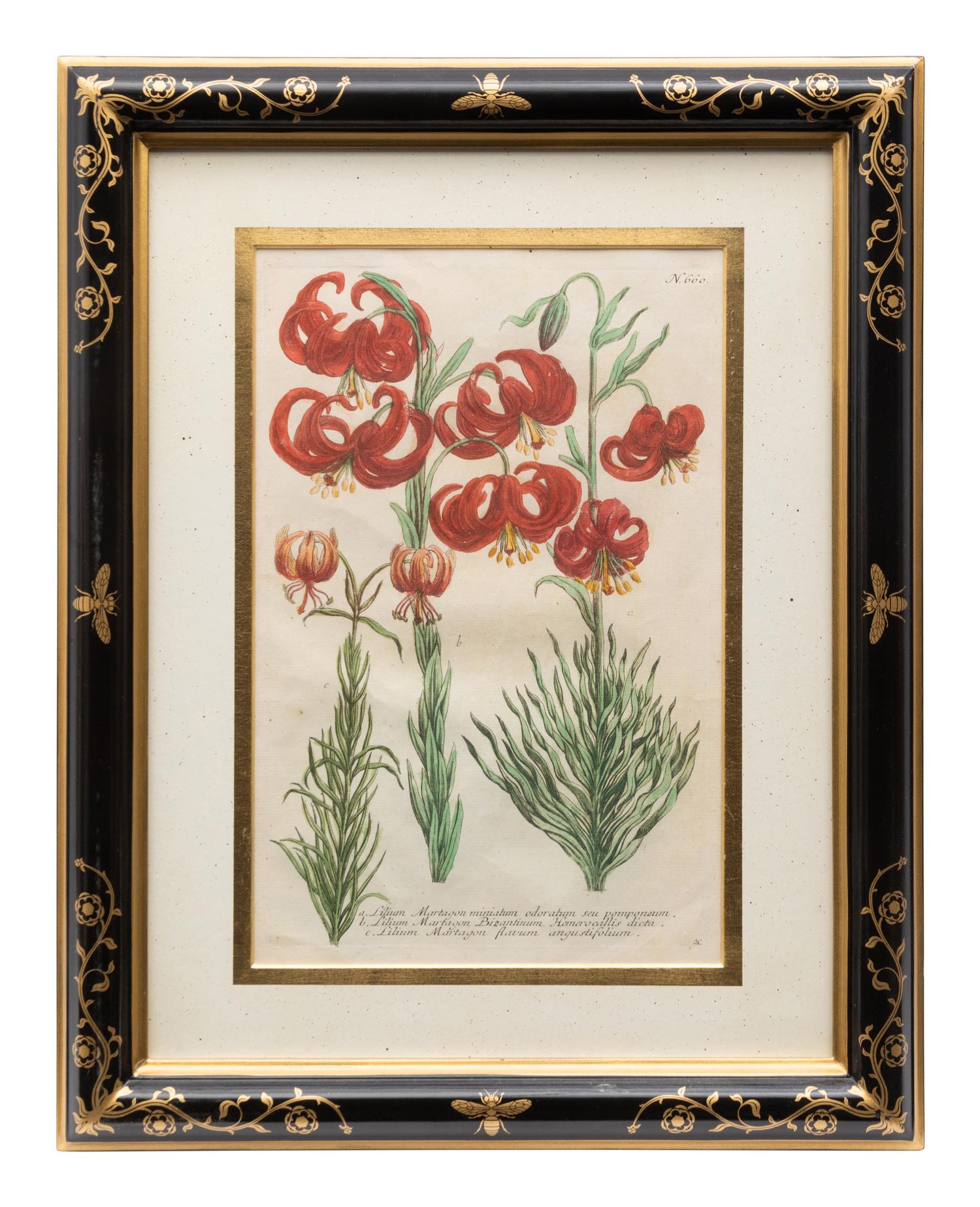 A Group of Johannes Weinamann Botanical Prints from Phytanthoza Iconographia (1737-1745)