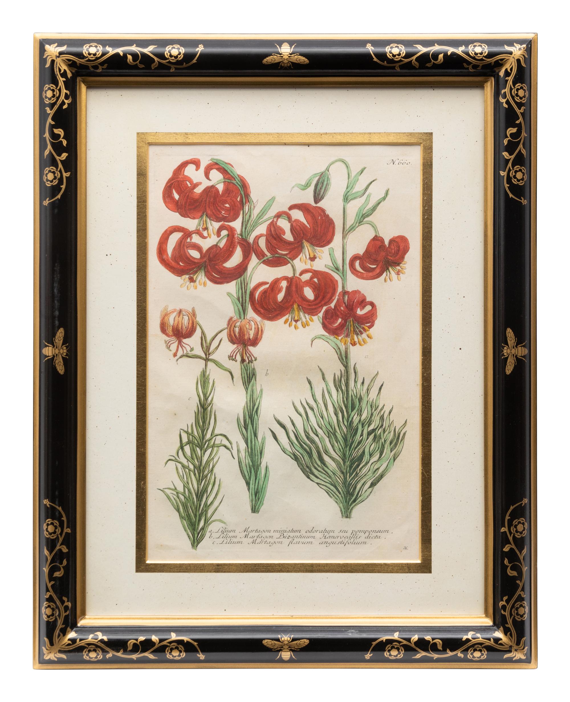 A Group of Johannes Weinamann Botanical Prints from Phytanthoza Iconographia (1737-1745)
