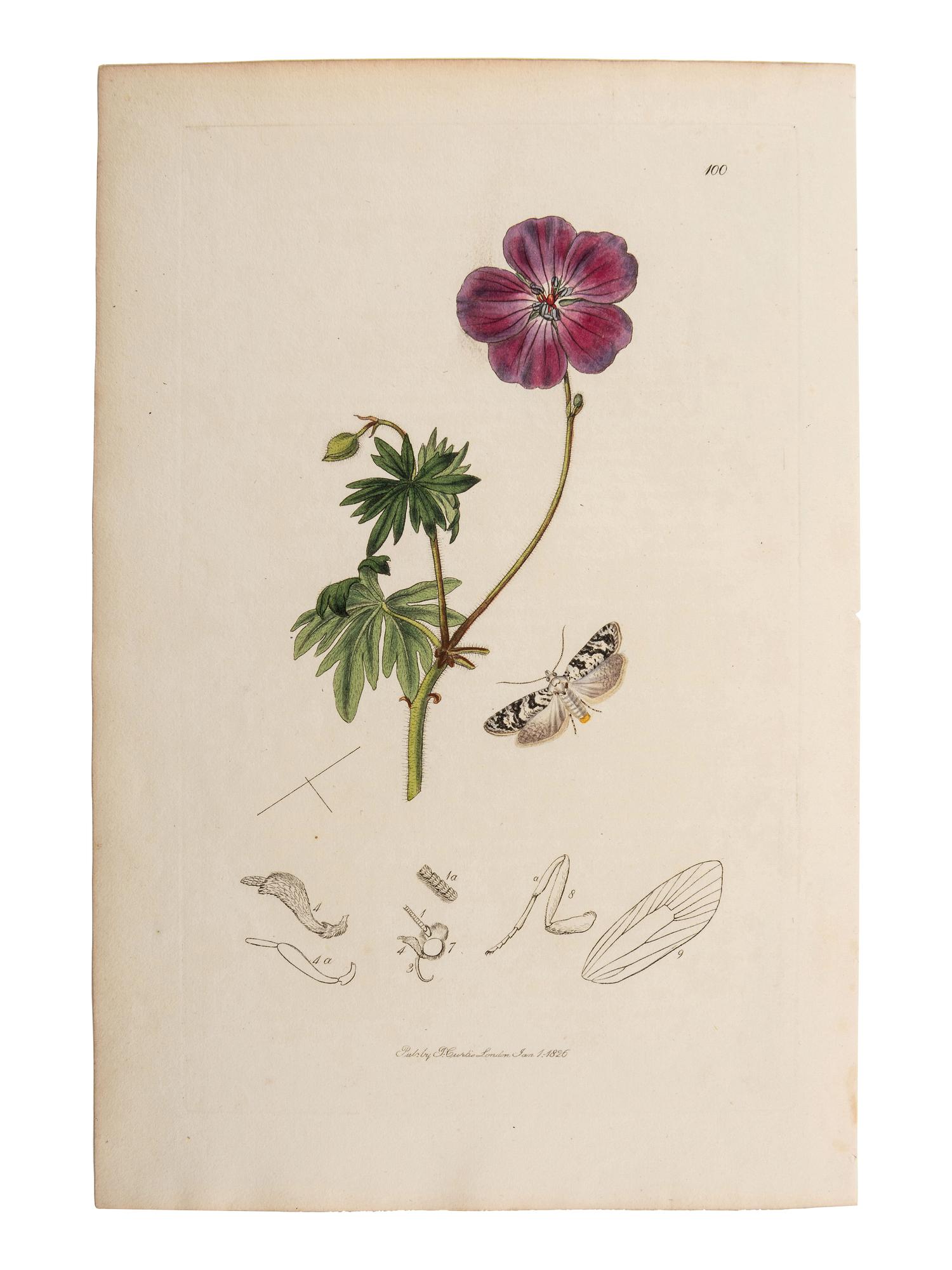 A Collection of Hand-Colored Ornithology and Entomology Engravings