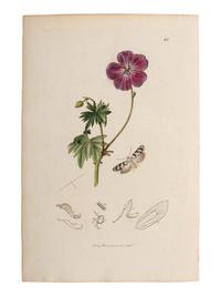 A Collection of Hand-Colored Ornithology and Entomology Engravings