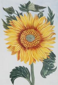 A Set of Four Botanical Prints