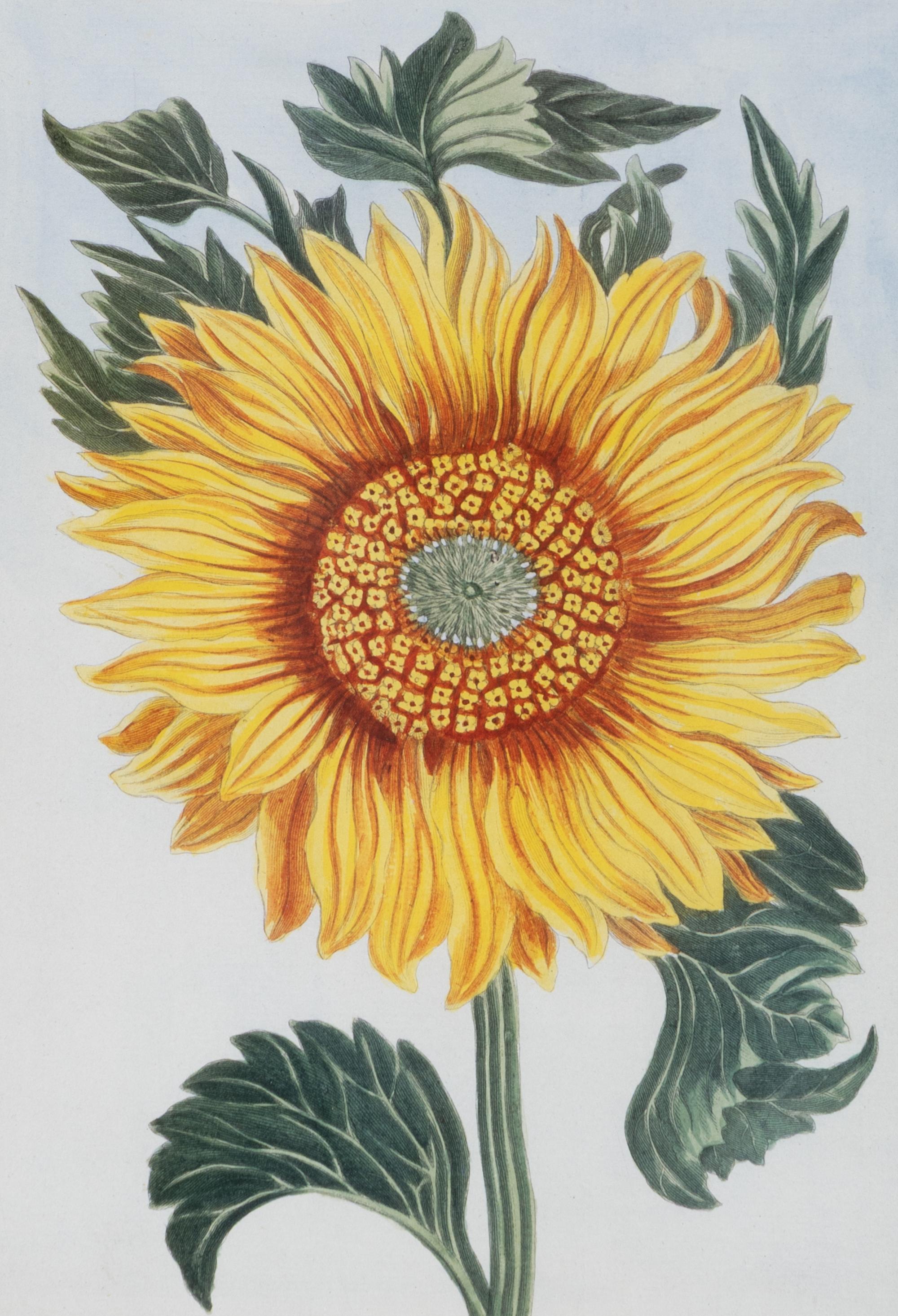 A Set of Four Botanical Prints