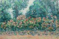 Jardin en fleurs (Les rosiers)