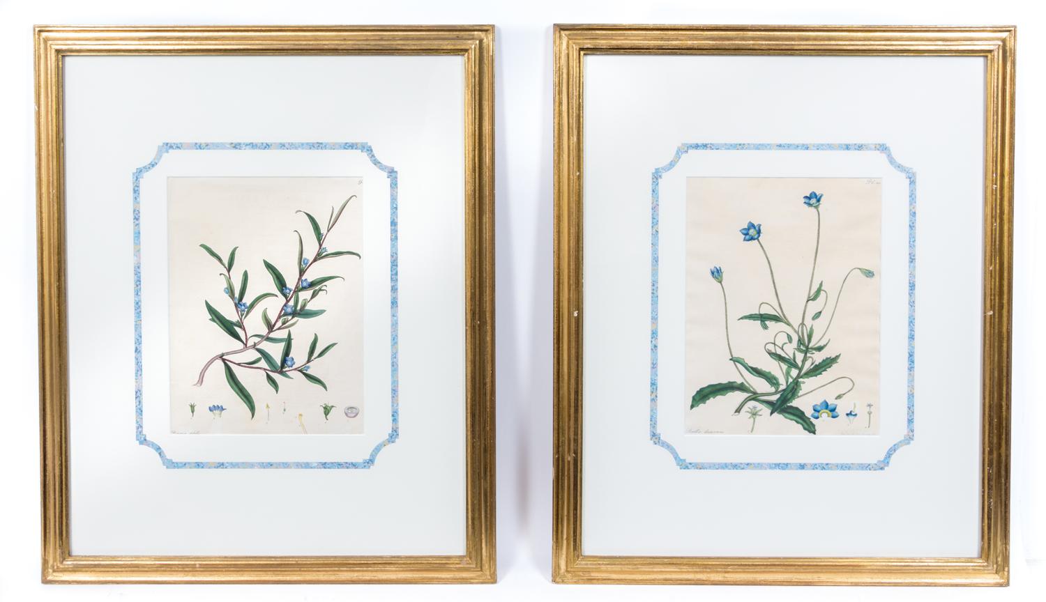 Two Hand Colored Botanical Prints First 10 x 7 1/2 inches (visible).