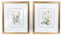 Two Hand Colored Botanical Prints First 10 x 7 1/2 inches (visible).