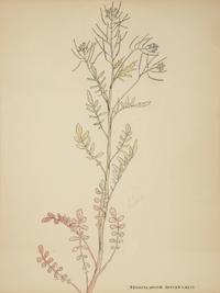 Eighteen Botanical Watercolors