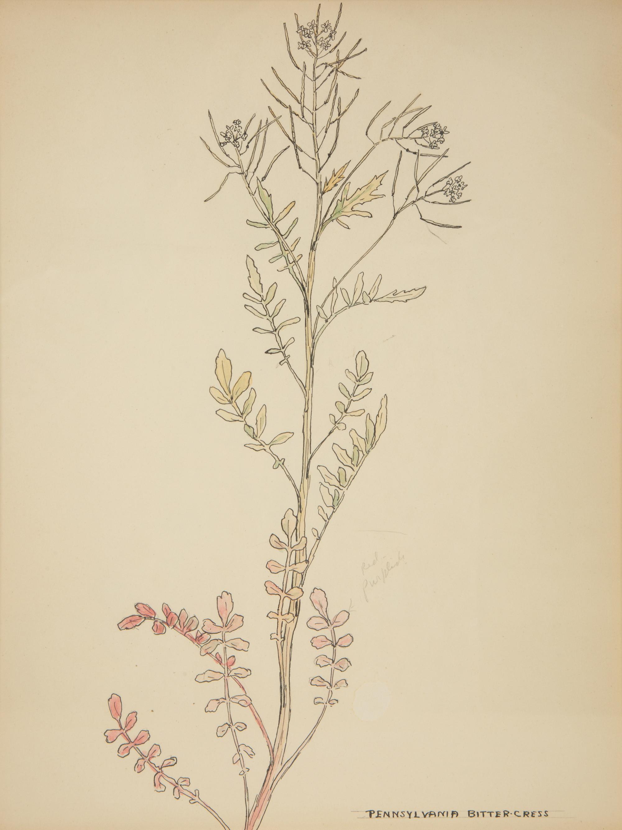 Eighteen Botanical Watercolors