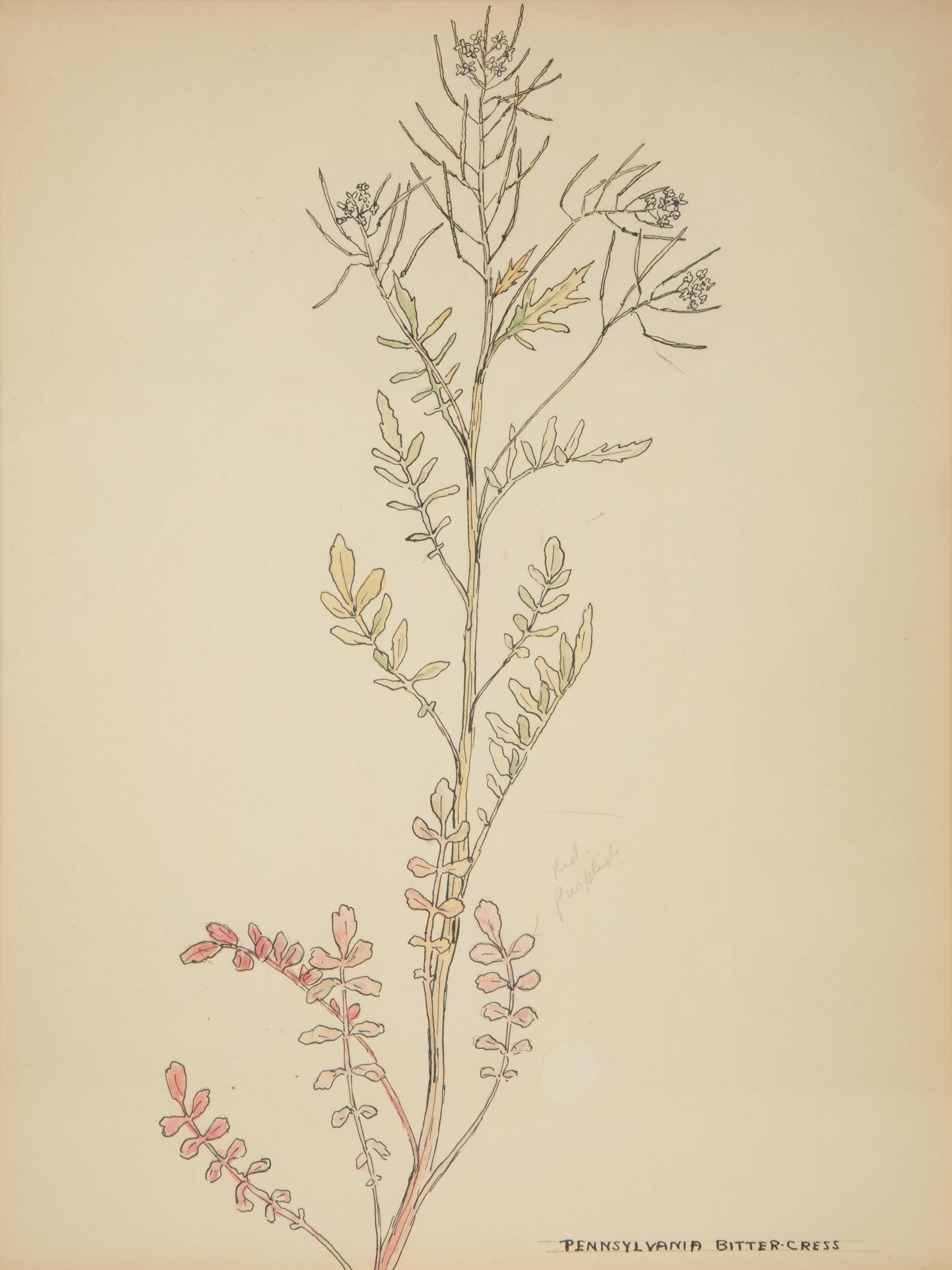 Eighteen Botanical Watercolors