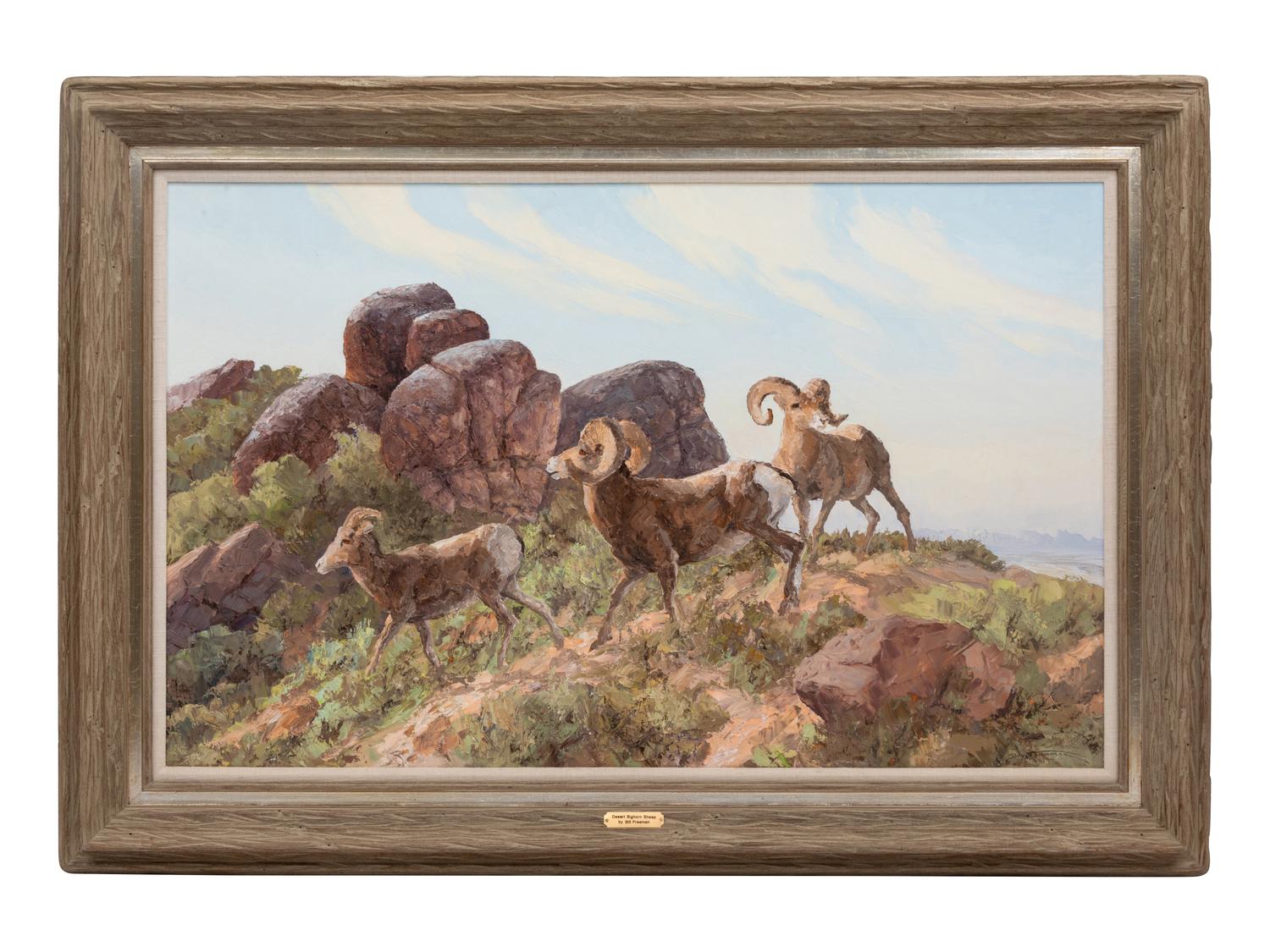 Desert Bighorn Sheep