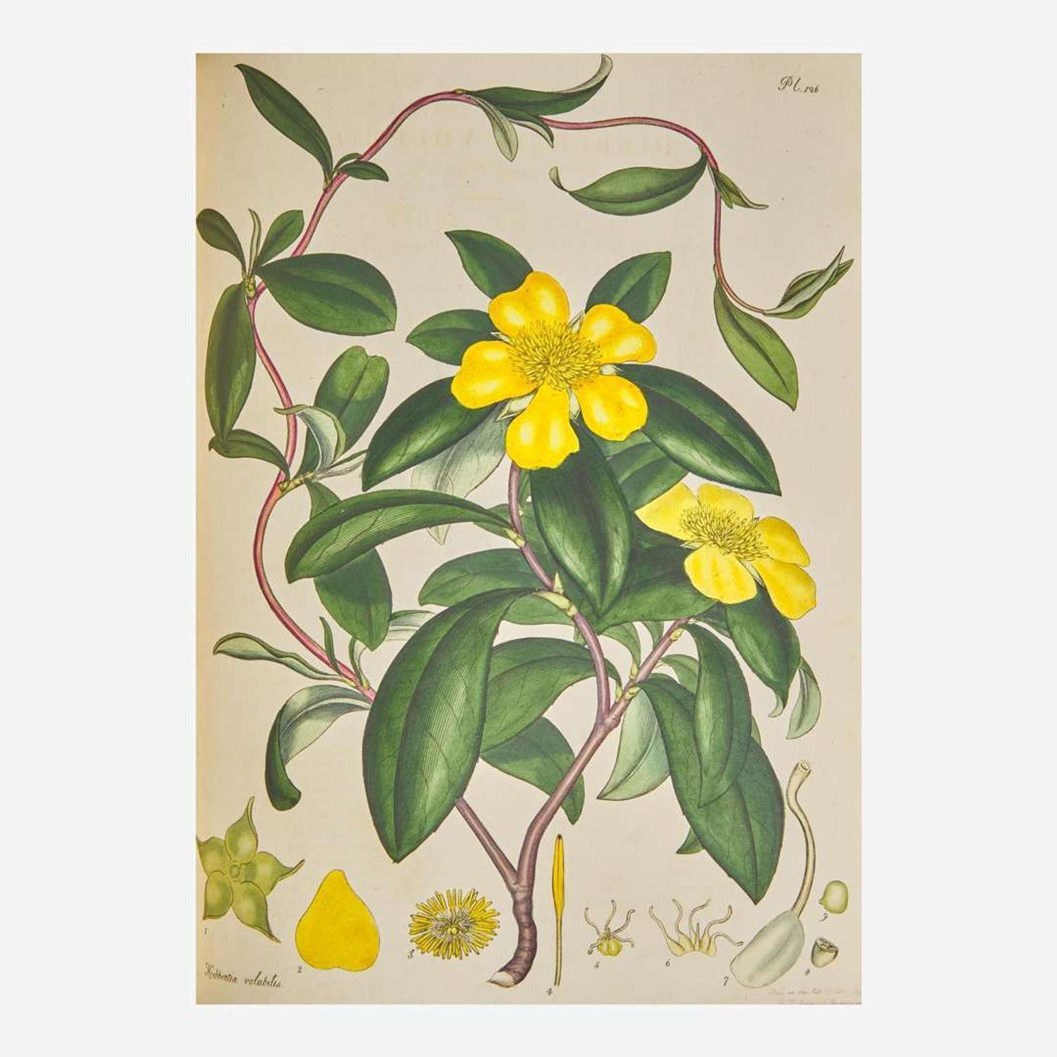 [Natural History] Andrews, Henry The Botanist’s Repository, For New, and Rare Plants. Containing Coloured Figures...