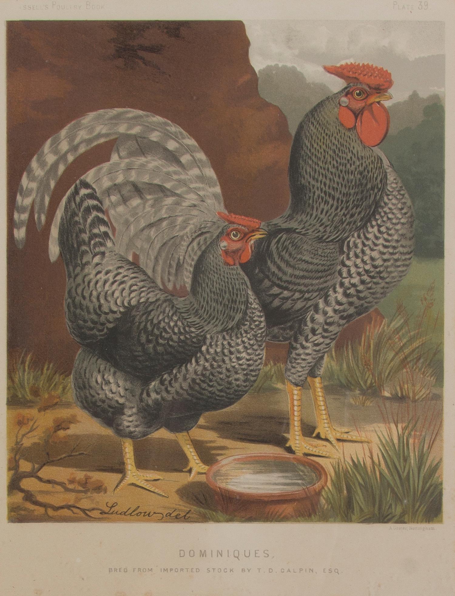 Twelve English Handcolored Engravings, Height of first 9 1/2 x width 7 1/8 inches (visible).