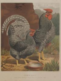 Twelve English Handcolored Engravings, Height of first 9 1/2 x width 7 1/8 inches (visible).