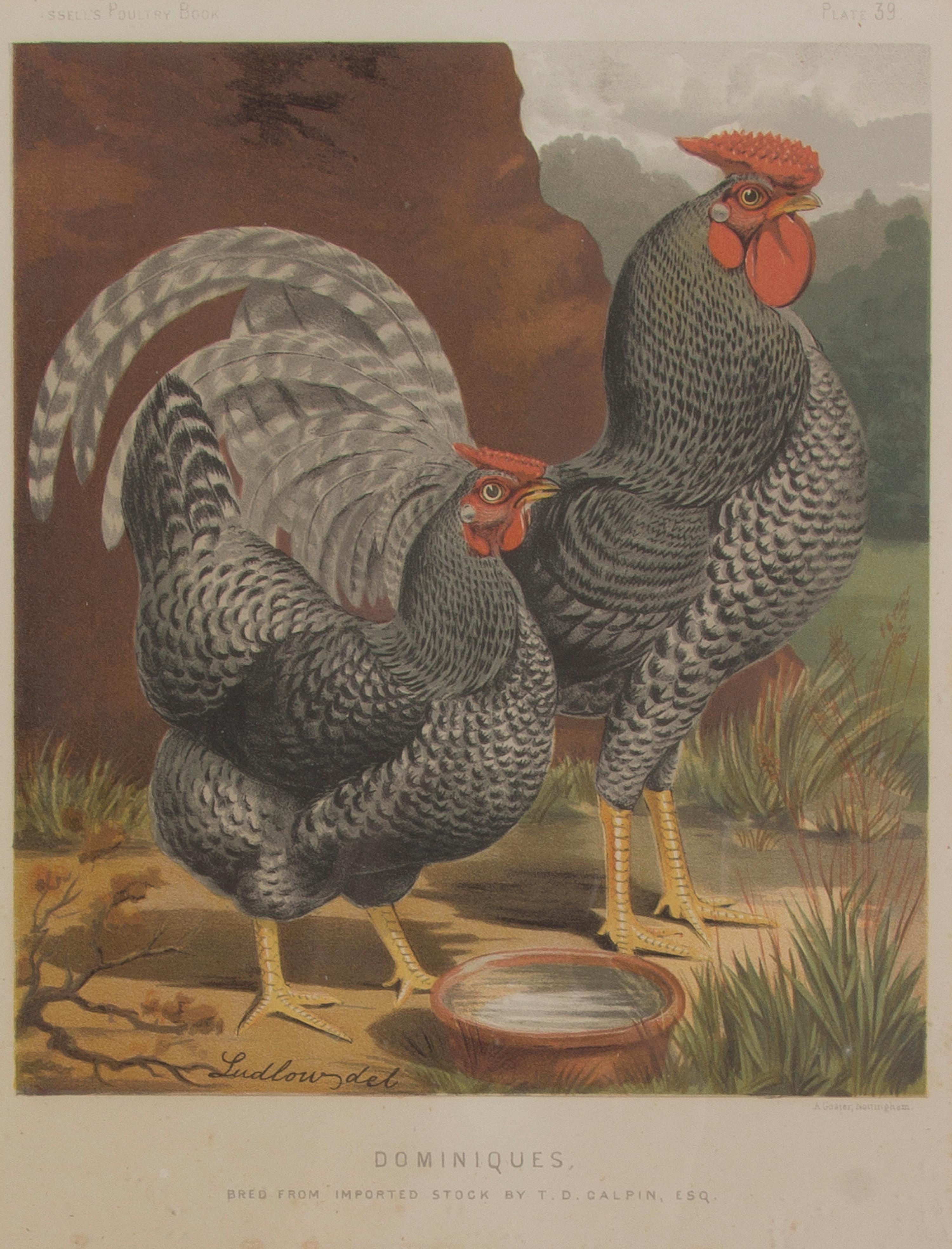 Twelve English Handcolored Engravings, Height of first 9 1/2 x width 7 1/8 inches (visible).