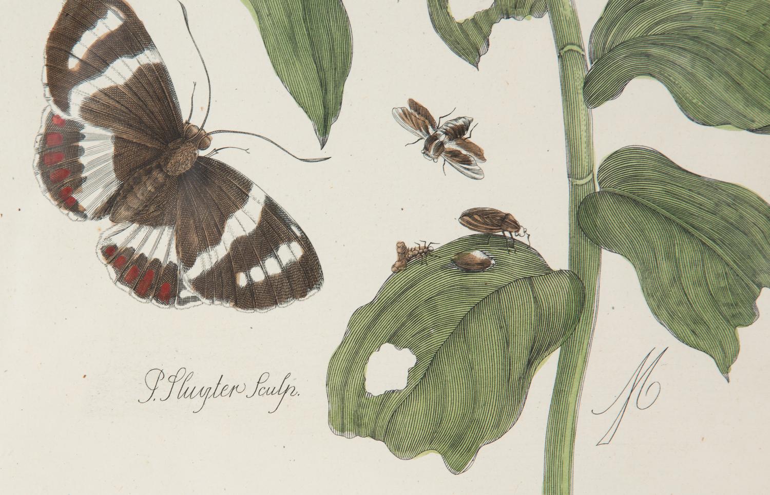 Three Butterfly and Botanical Prints — 20TH CENTURY