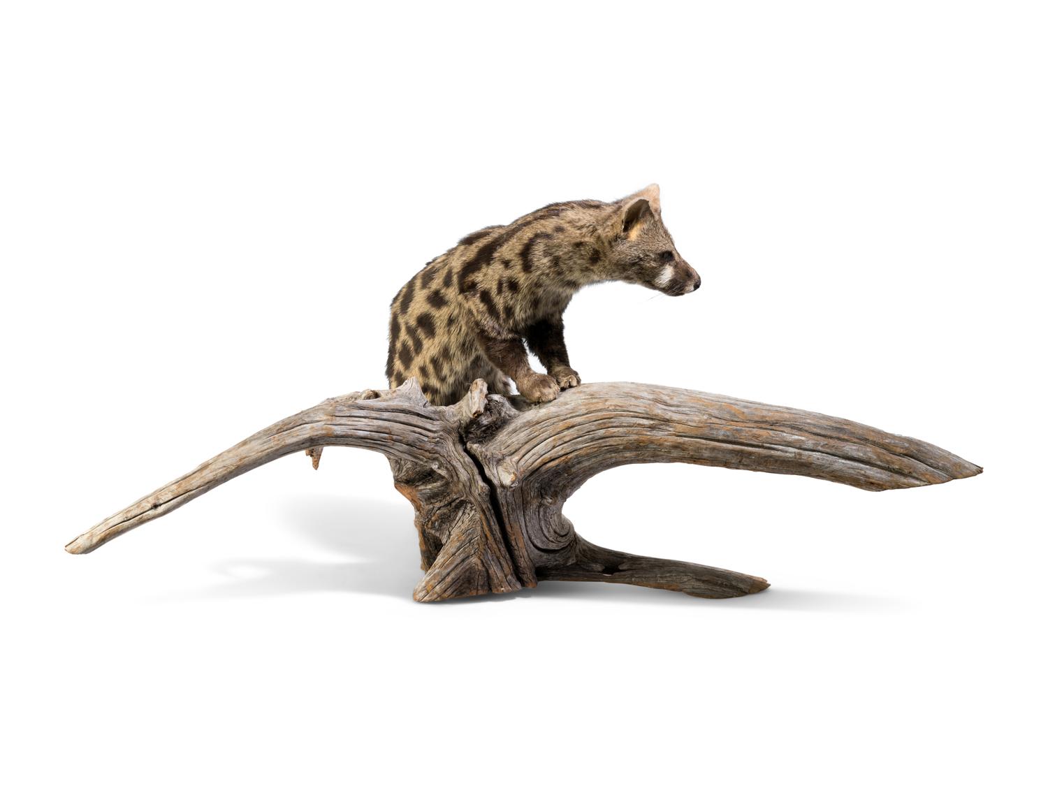 A Taxidermy Spotted African Genet