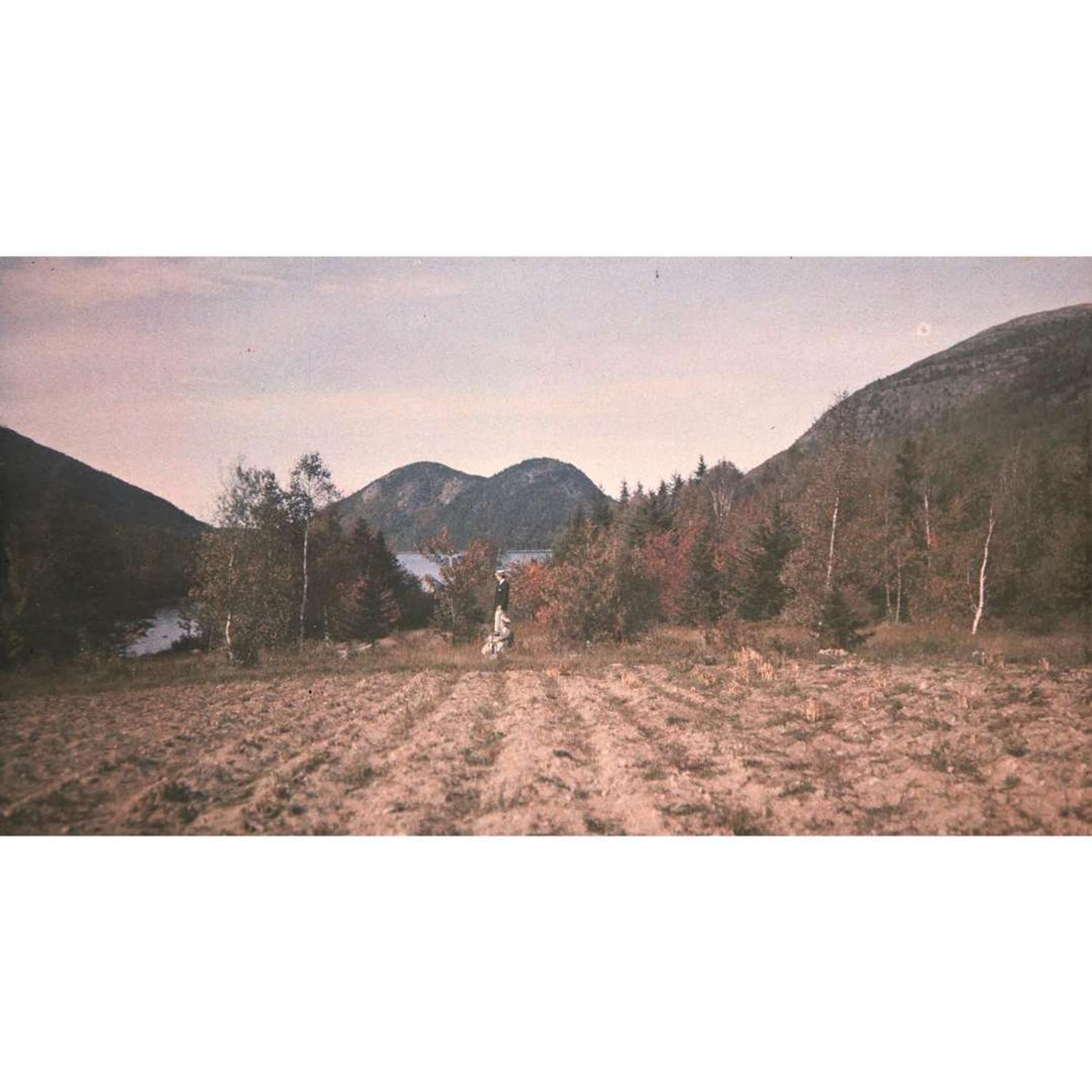 [Gardening] [Farrand, Beatrix] Group of 4 Autochromes