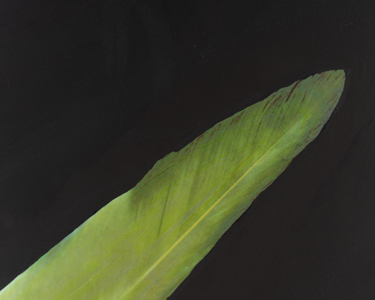 Feather