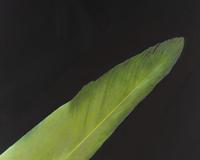 Feather